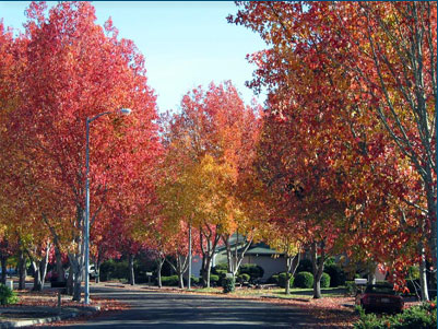 Ridgeview Gardens in the Autumn-beautiful tree lined streets and exquisitely and meticulously landscaped yards
